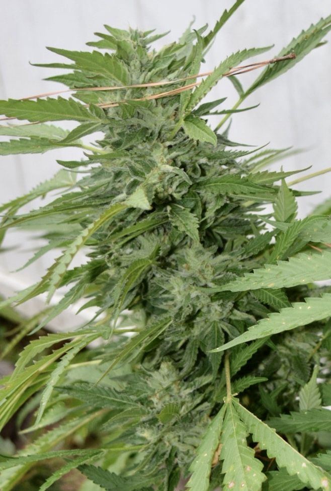 My first grow outdoors basic nutes and roots organics 4