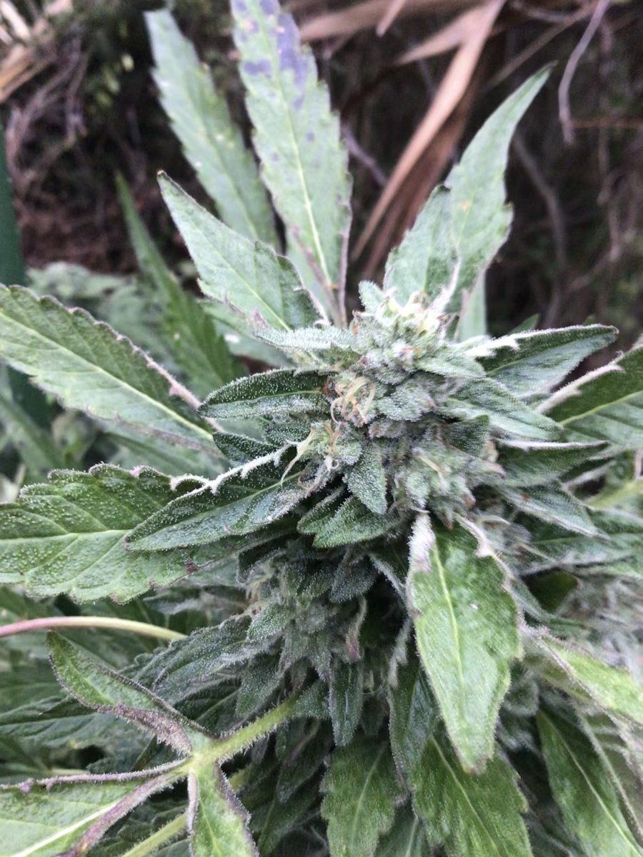 My first grow outdoors basic nutes and roots organics 6
