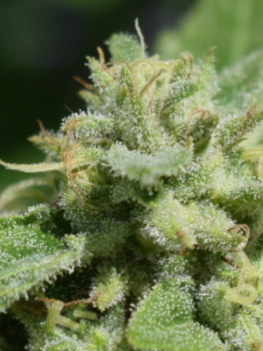 My first grow outdoors basic nutes and roots organics 7