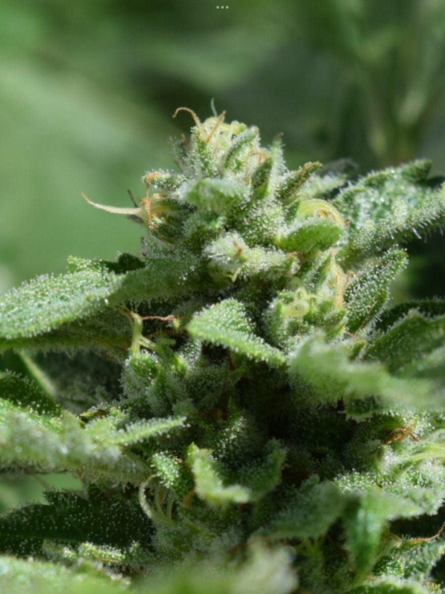 My first grow outdoors basic nutes and roots organics 8