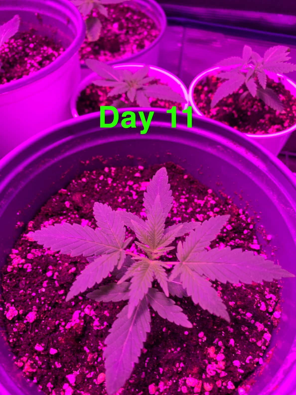 My first grow  progress report 10