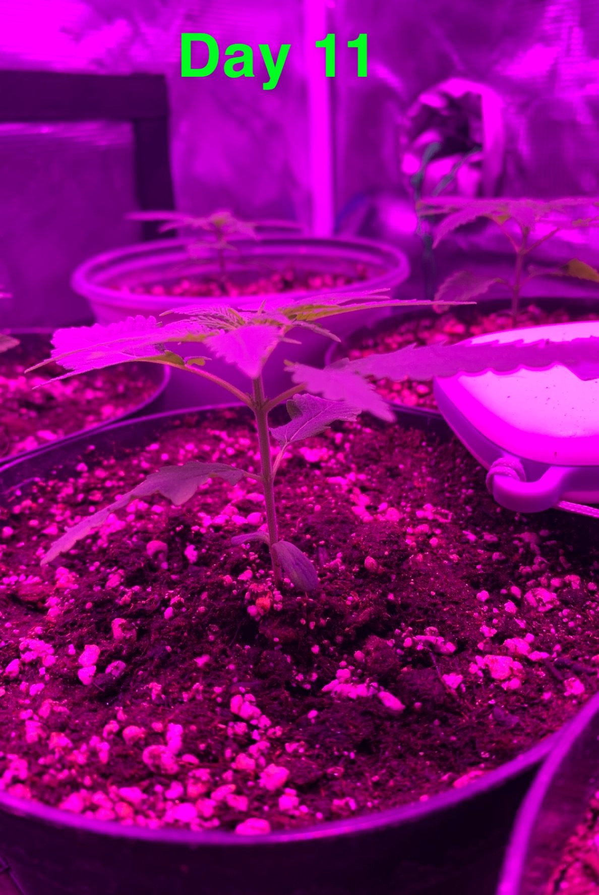 My first grow  progress report 11