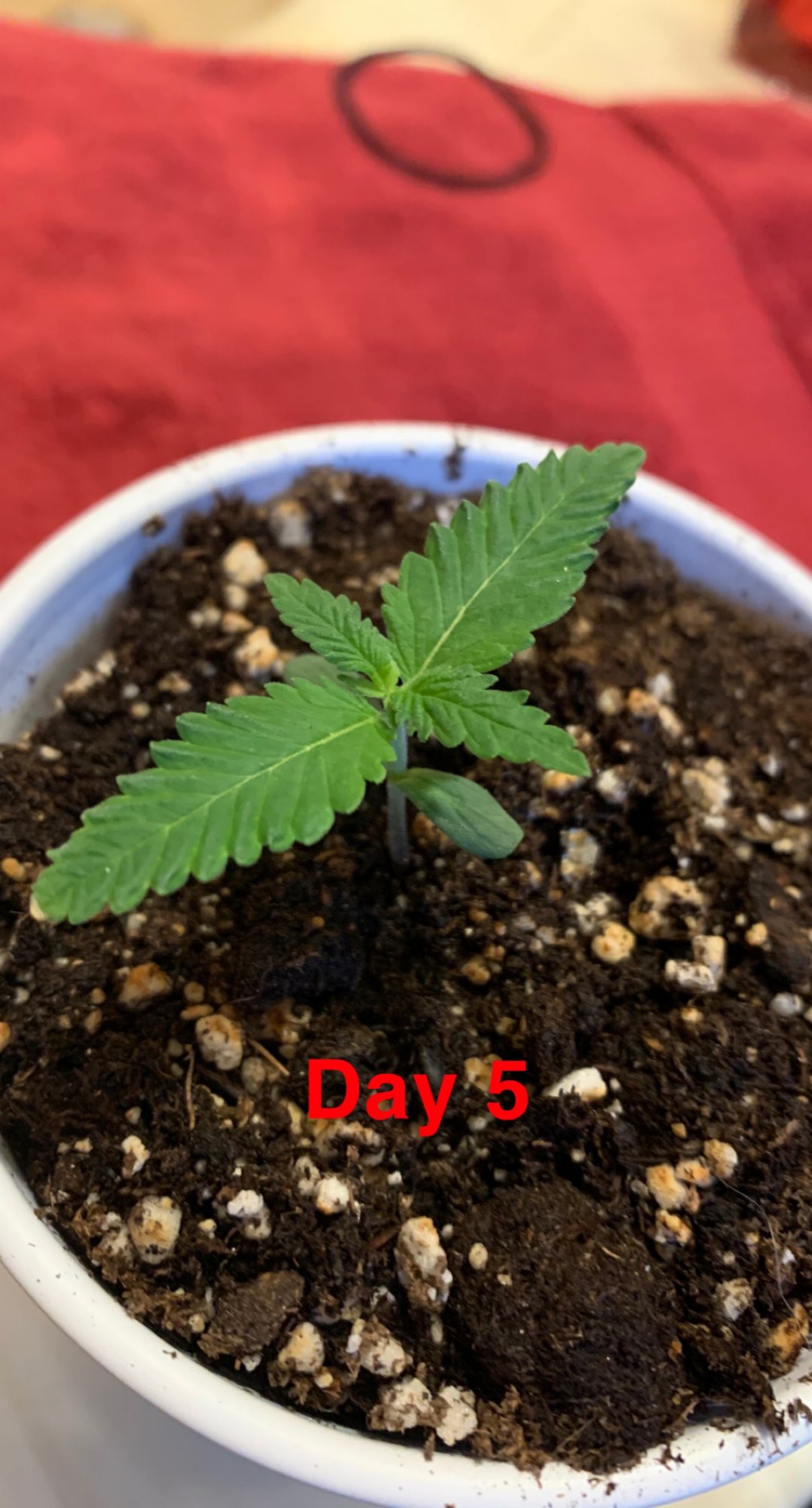 My first grow  progress report 3