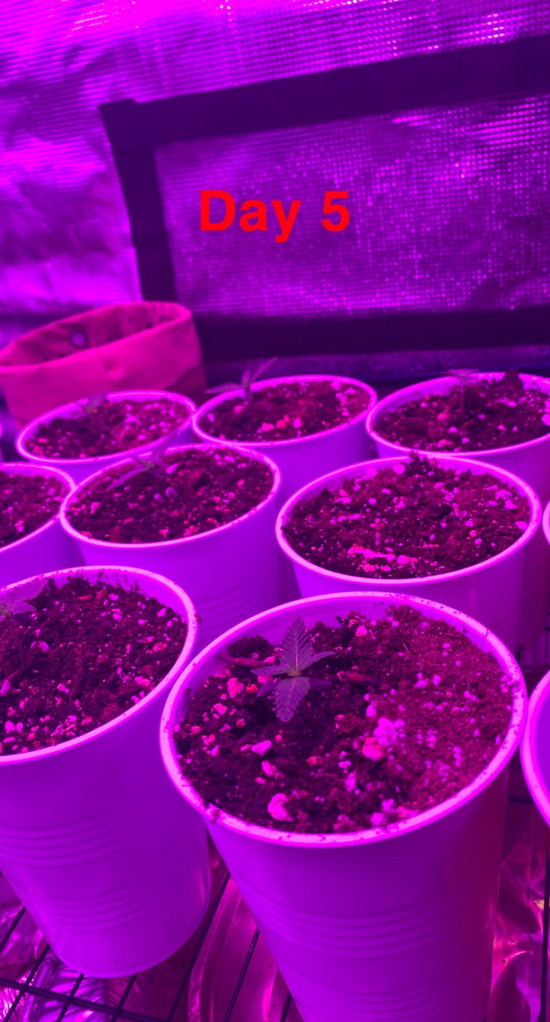 My first grow  progress report 4