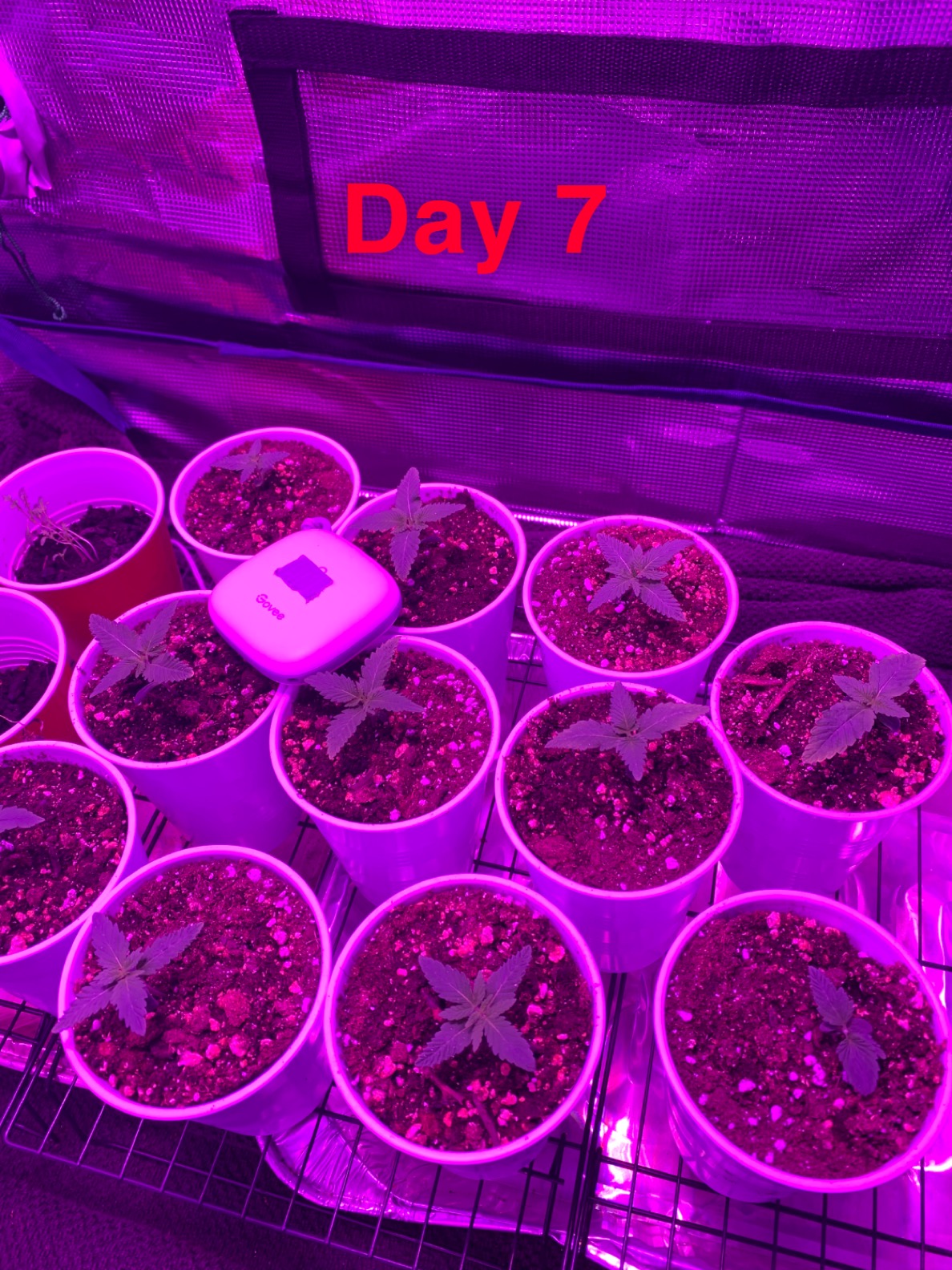 My first grow  progress report 5