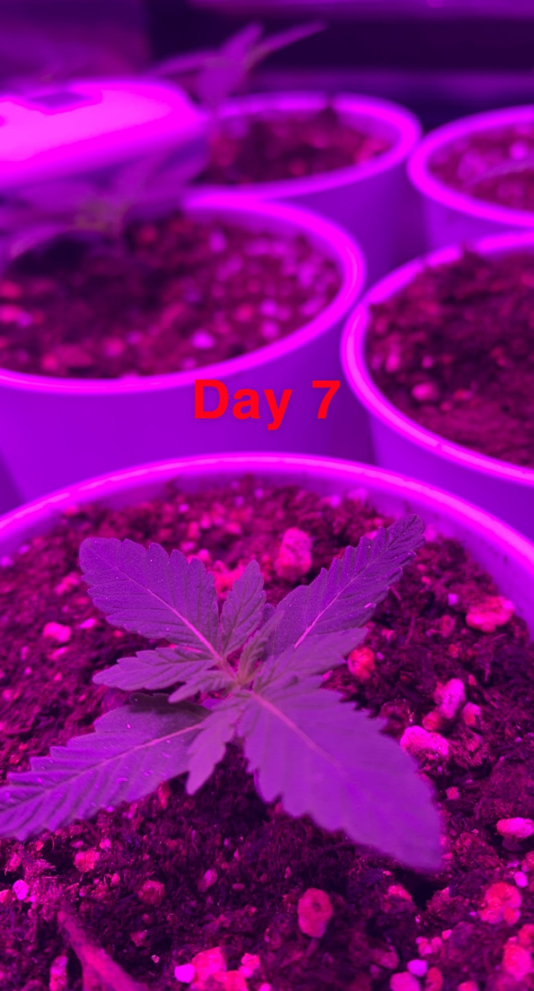 My first grow  progress report 6
