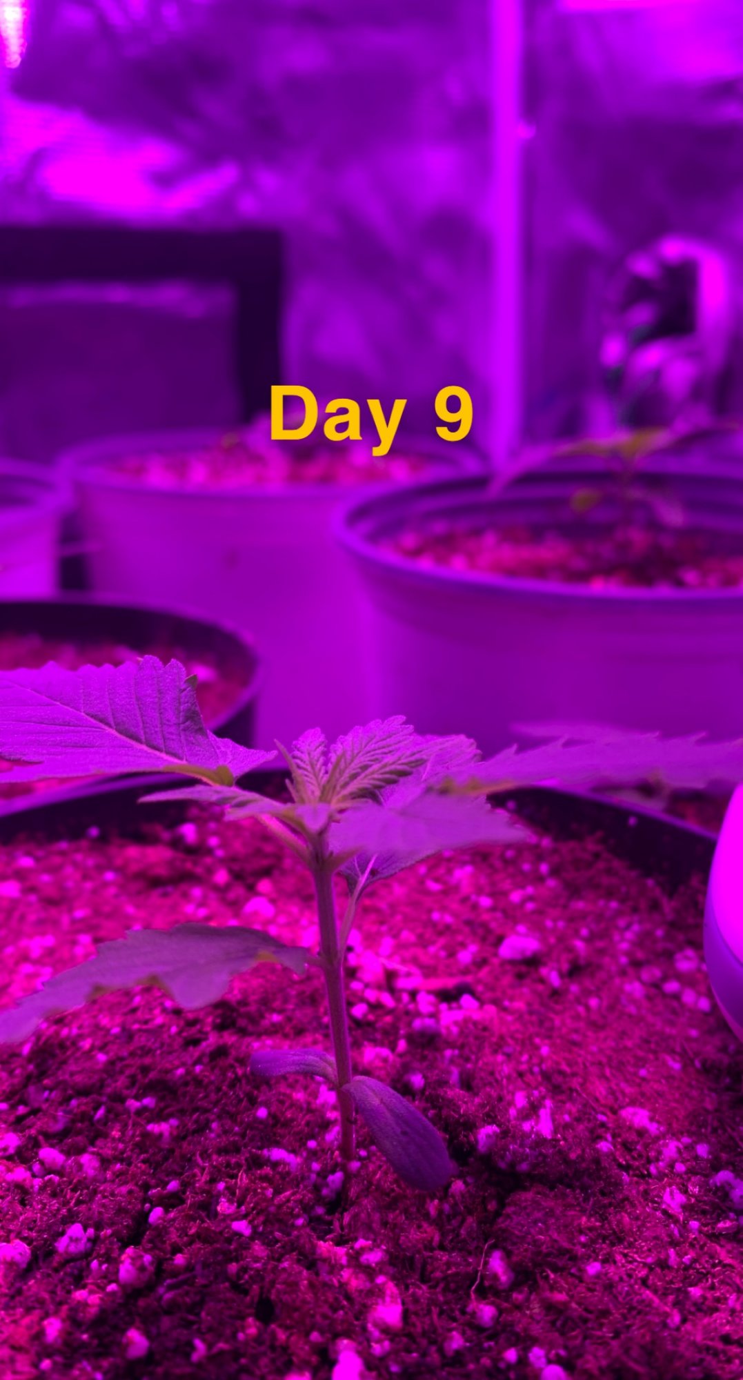 My first grow  progress report 8