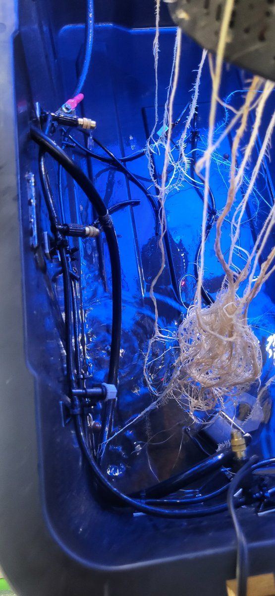 My first grow room second grow 7