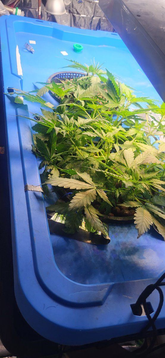 My first grow room second grow 8