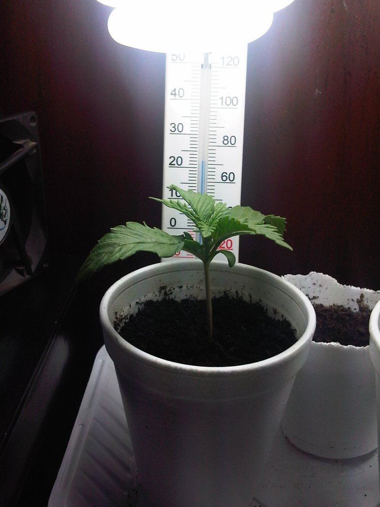 My first grow slh 10