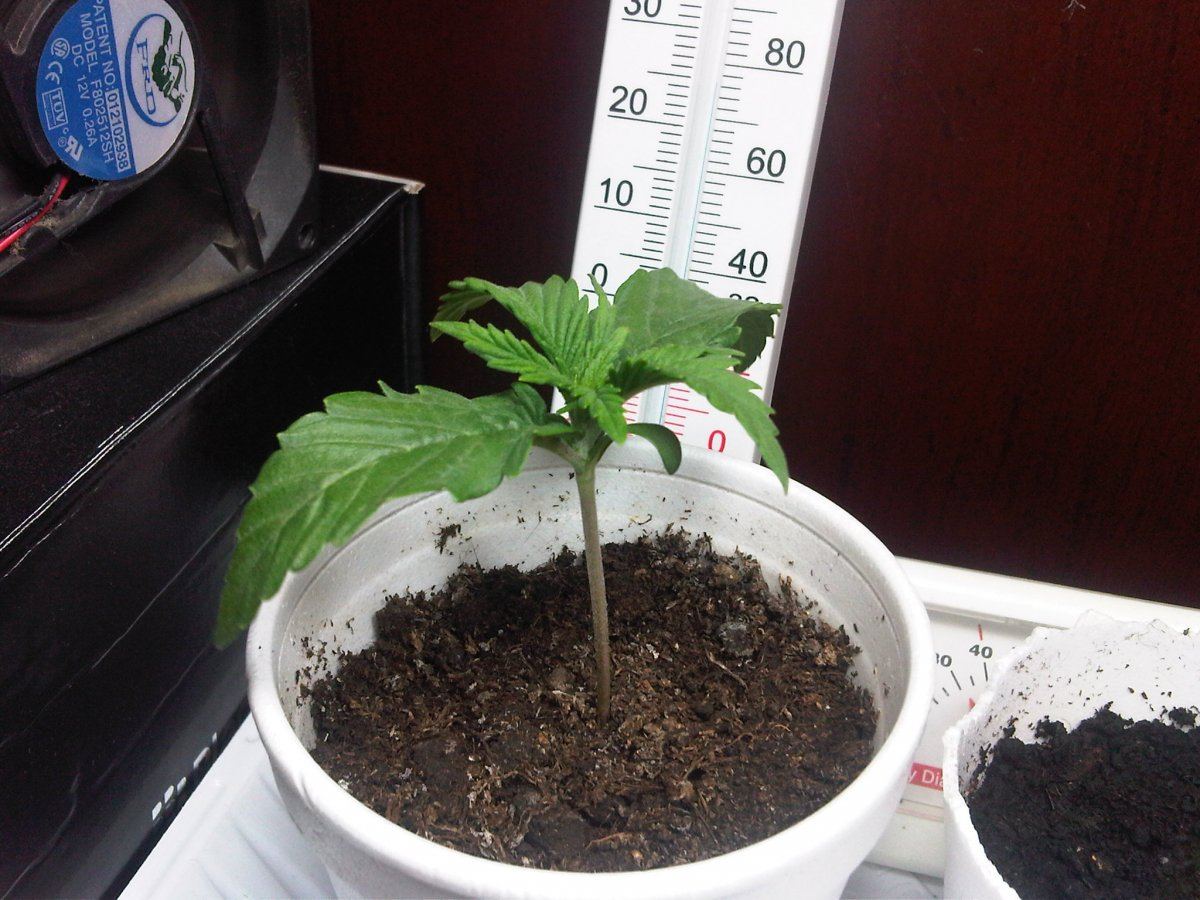 My first grow slh 8