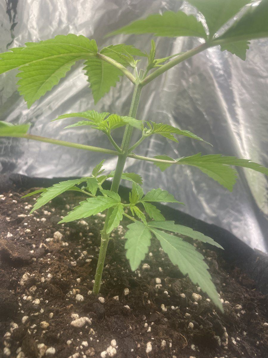 My first grow so far 10