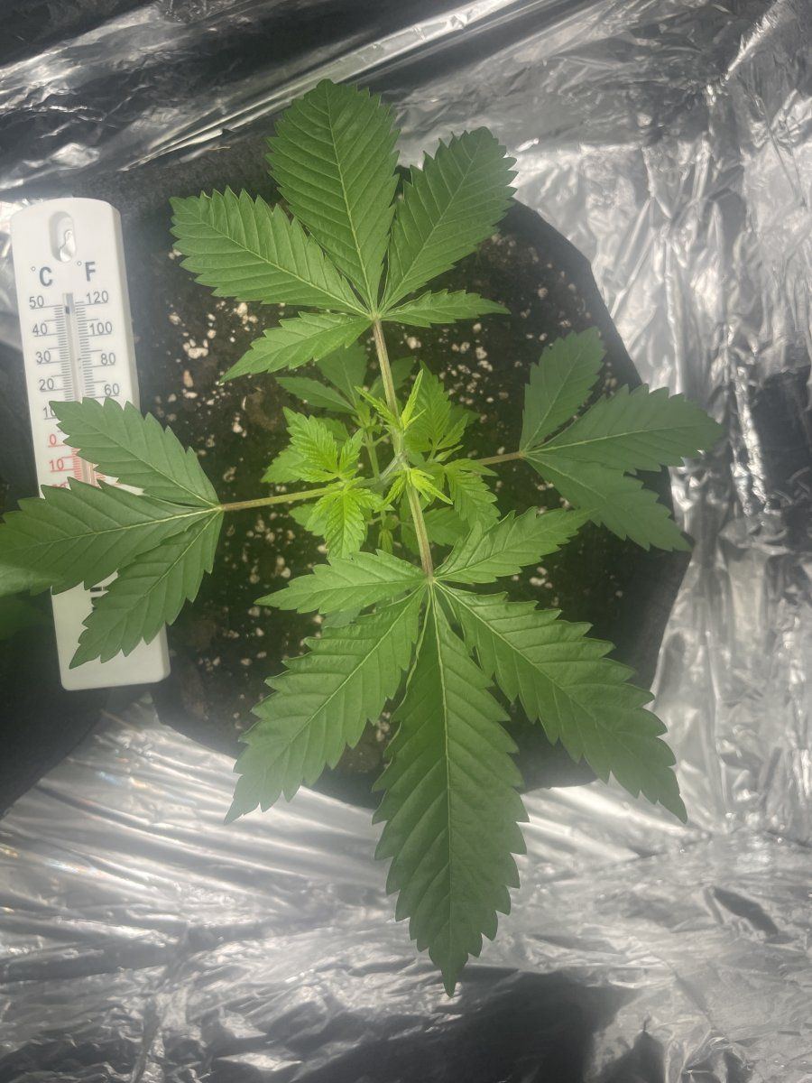 My first grow so far 13