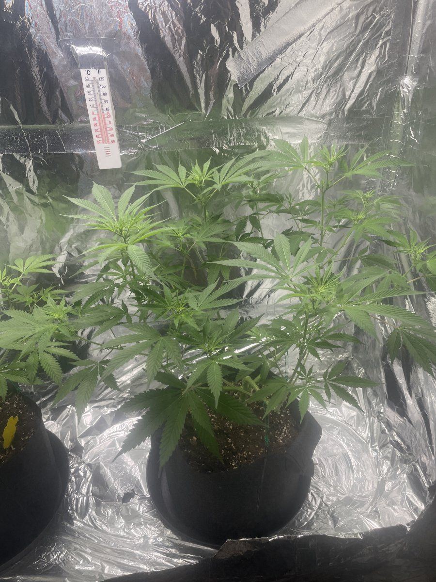 My first grow so far 18