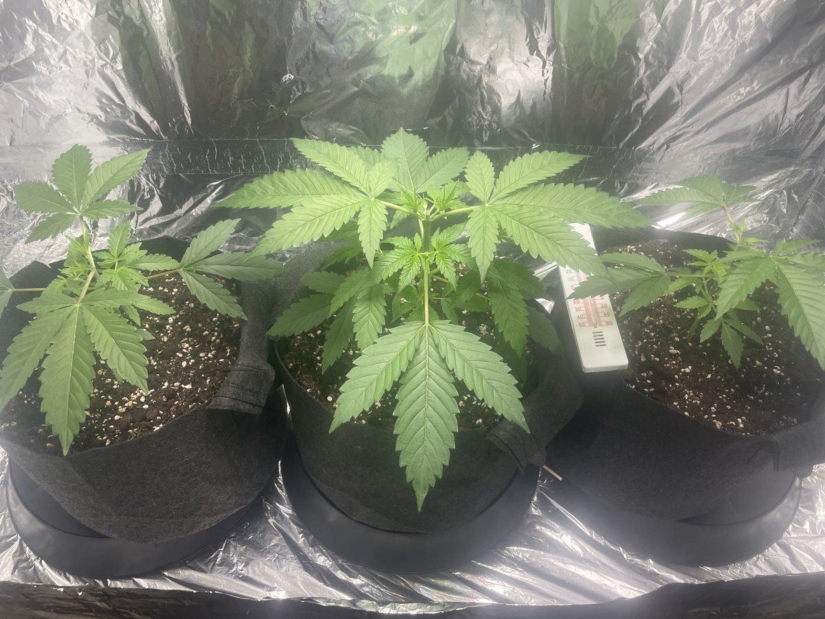 My first grow so far 9