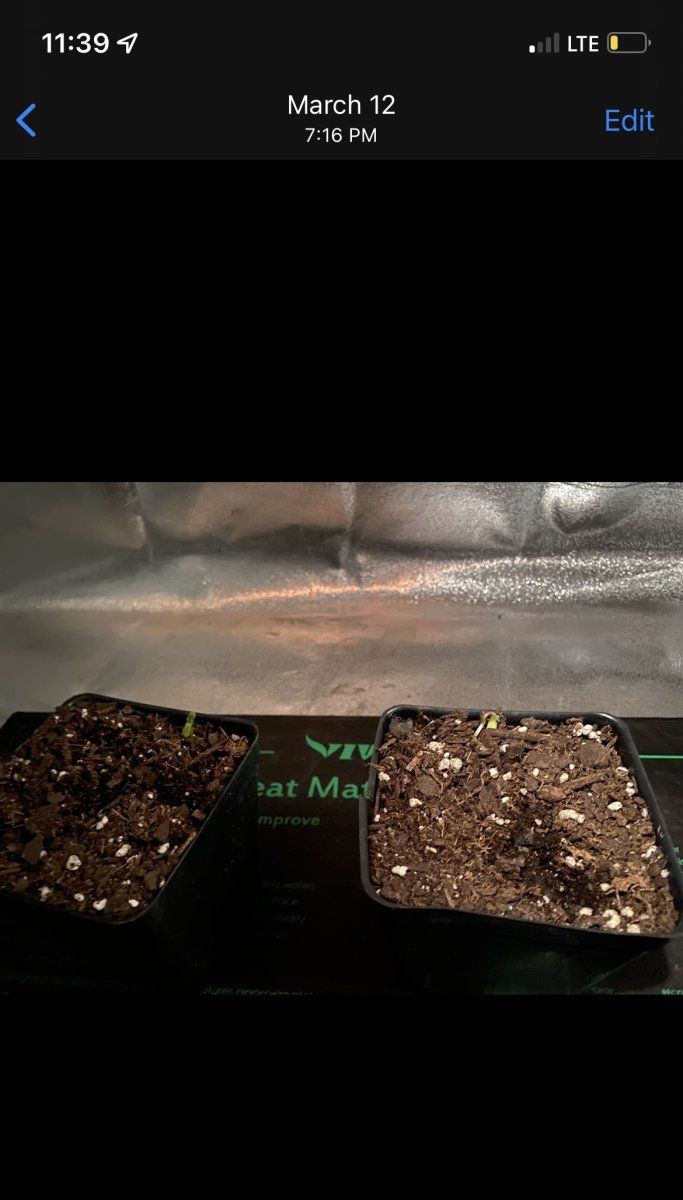 My first grow start to finish 4