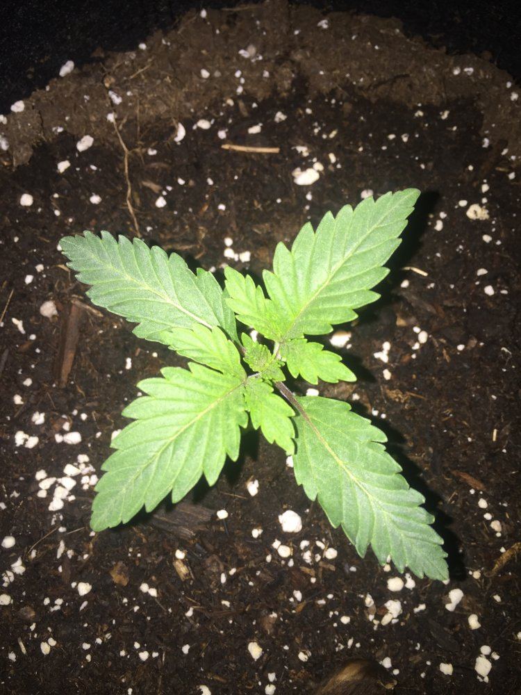 My first grow   the end is near 4