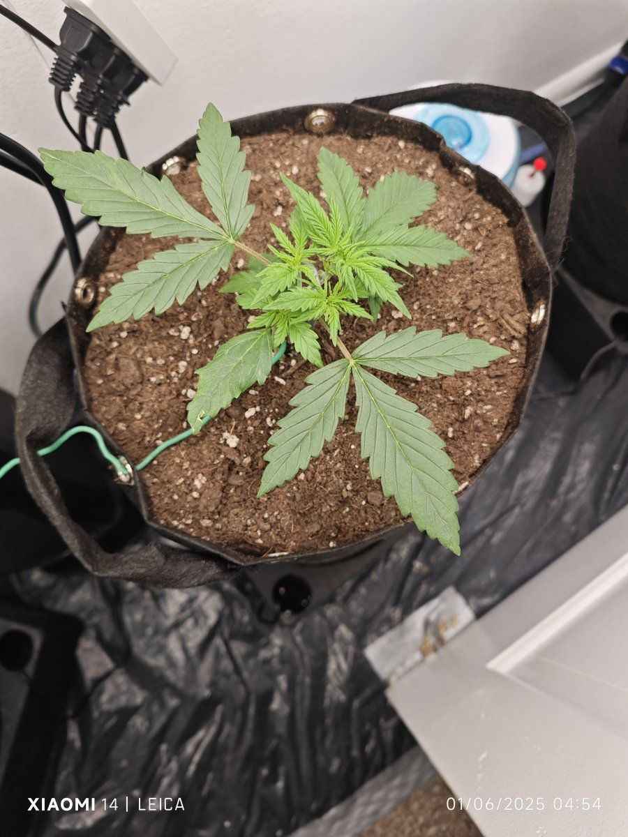 My first grow with octopots 2