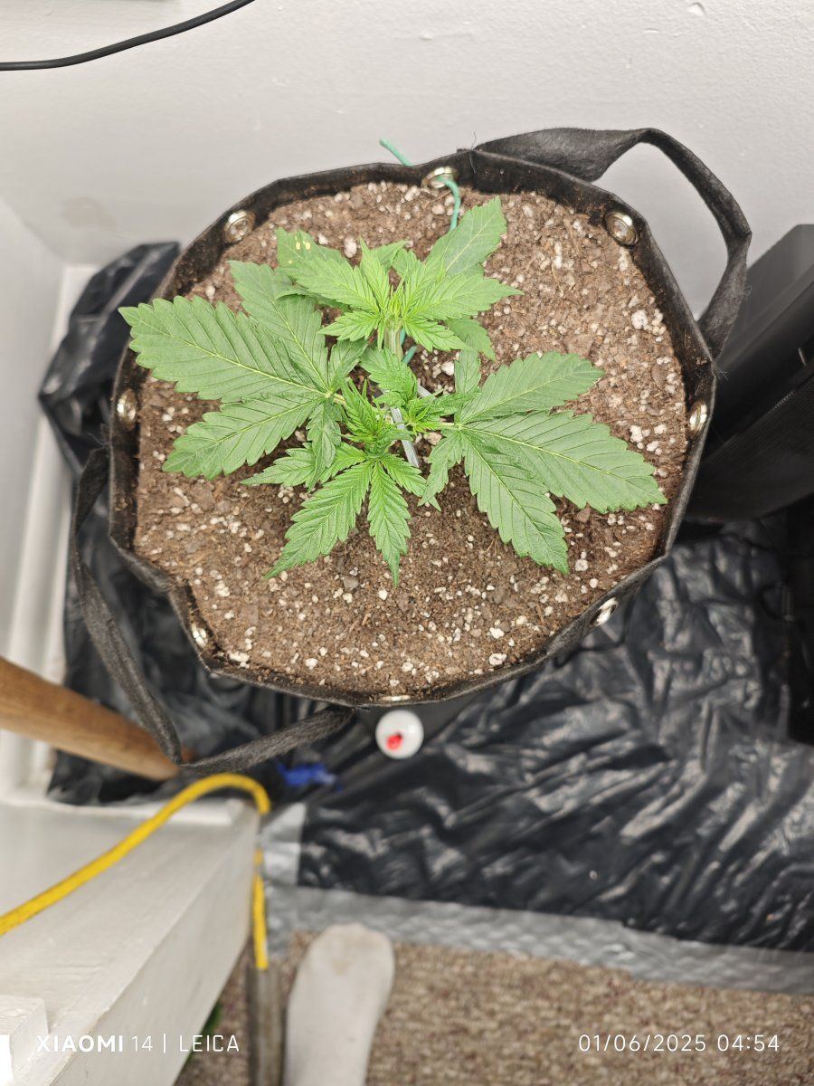 My first grow with octopots 3