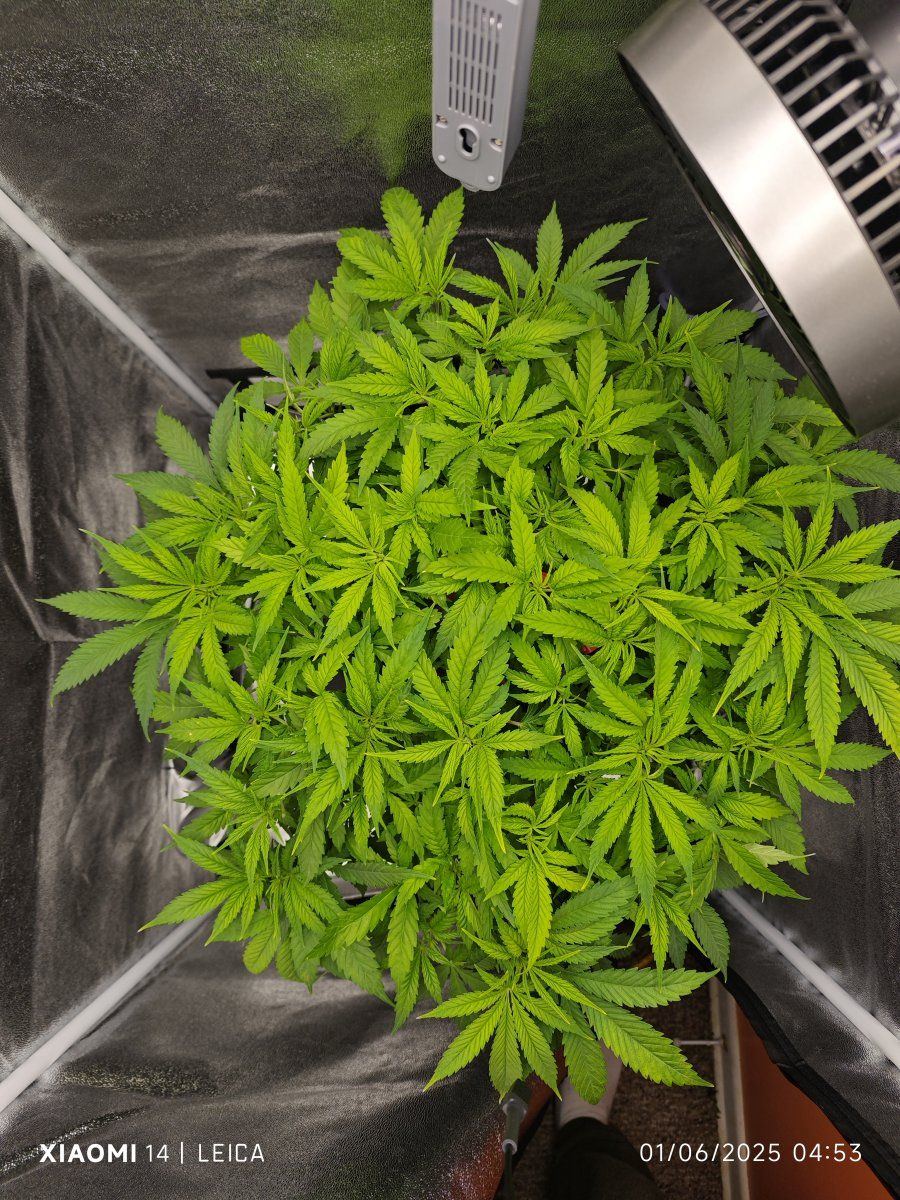 My first grow with octopots 4