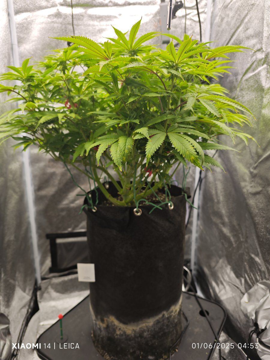 My first grow with octopots 5