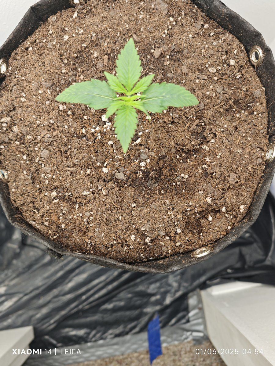 My first grow with octopots