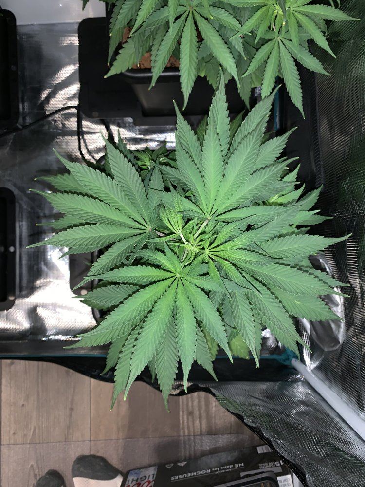 My first hydroponics grow 5