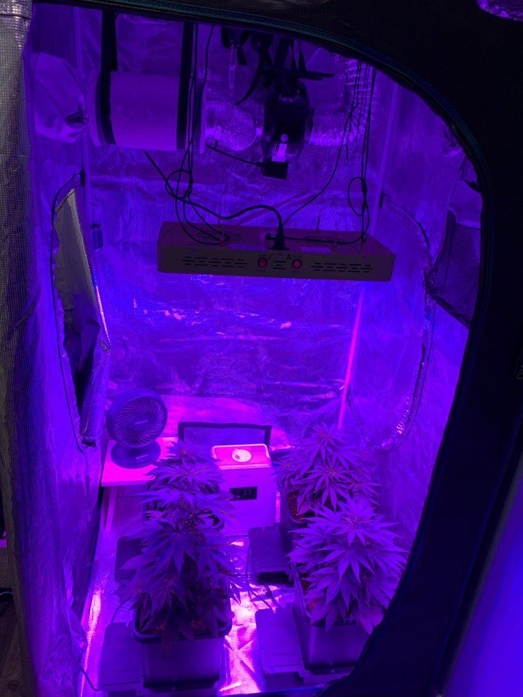 My first hydroponics grow