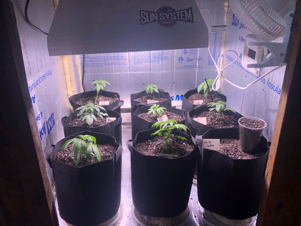 My first indoor grow i need all the help i can get 2