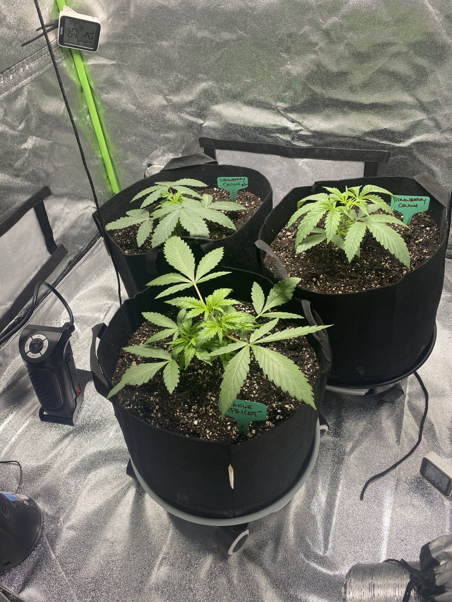 My first indoor grow what do you guys think 6