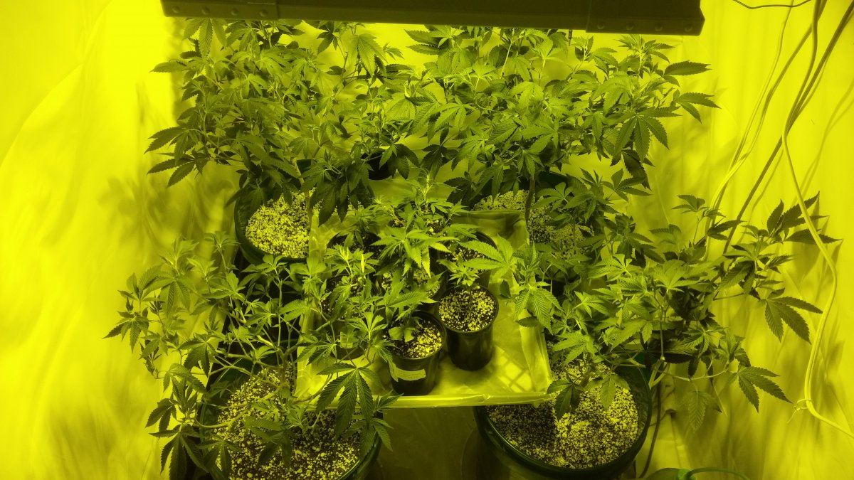 My first indoor setup pointers 6