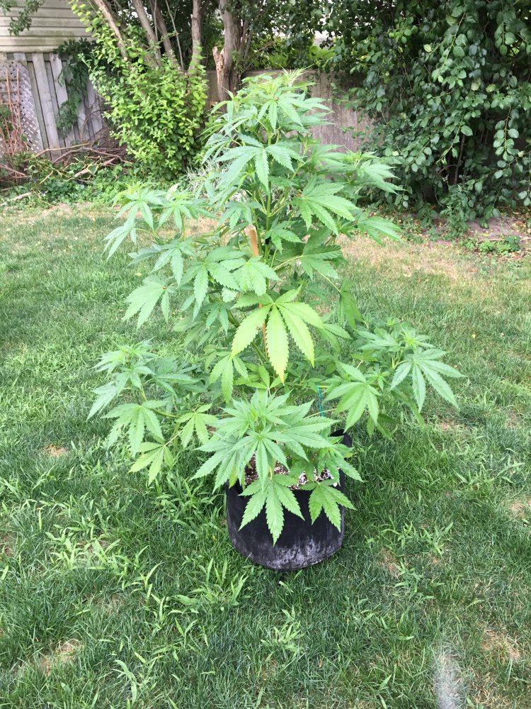 My first legal outdoor grow 3
