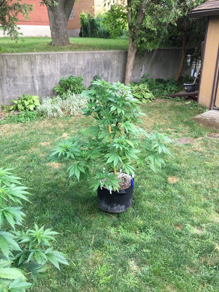 My first legal outdoor grow 5