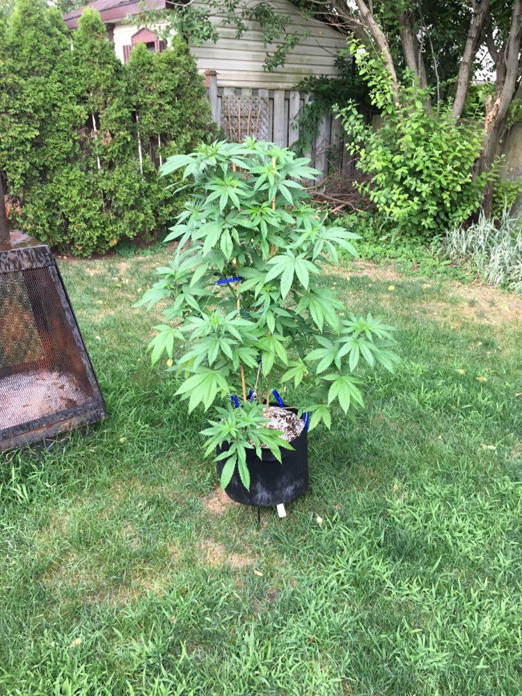 My first legal outdoor grow 6