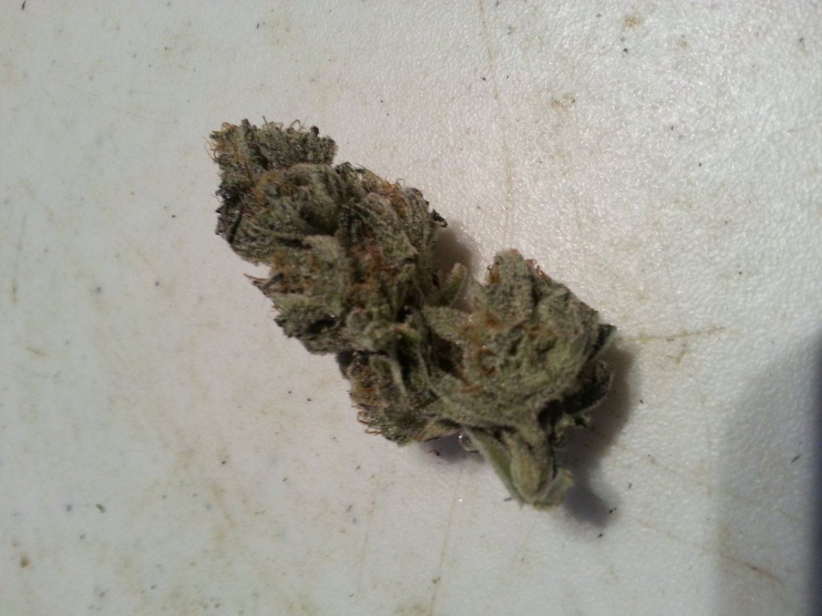 My first lemon alien dawg lad runpics  test results 10
