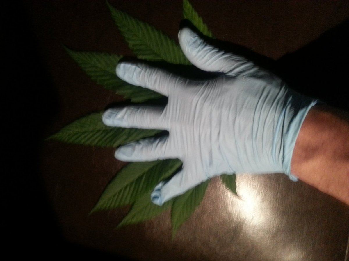 My first lemon alien dawg lad runpics  test results 2