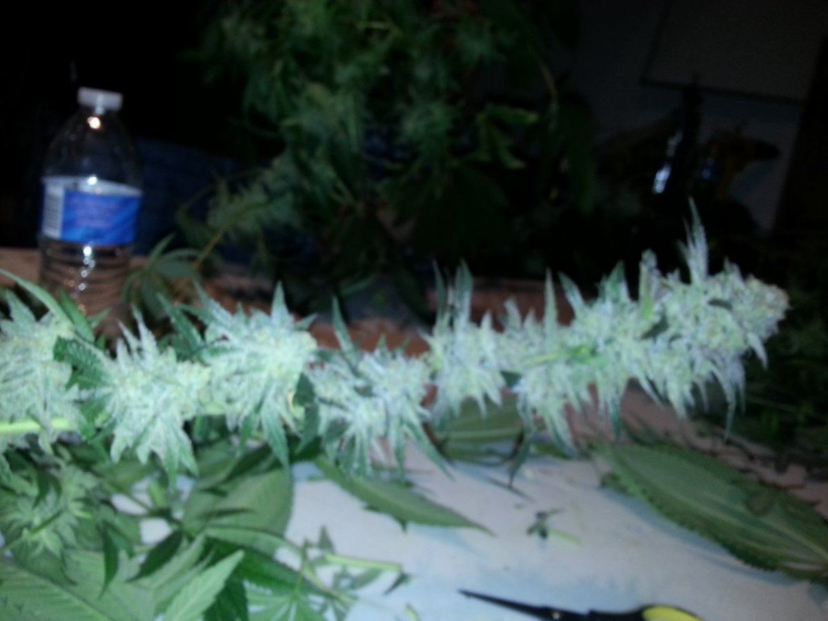 My first lemon alien dawg lad runpics  test results 6