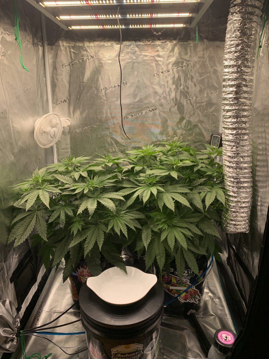 My first rdwc grow custom built system 4