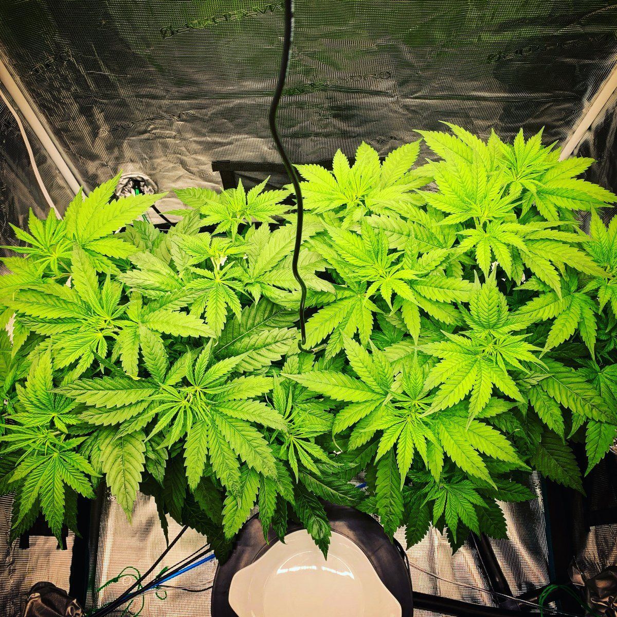 My first rdwc grow custom built system 5