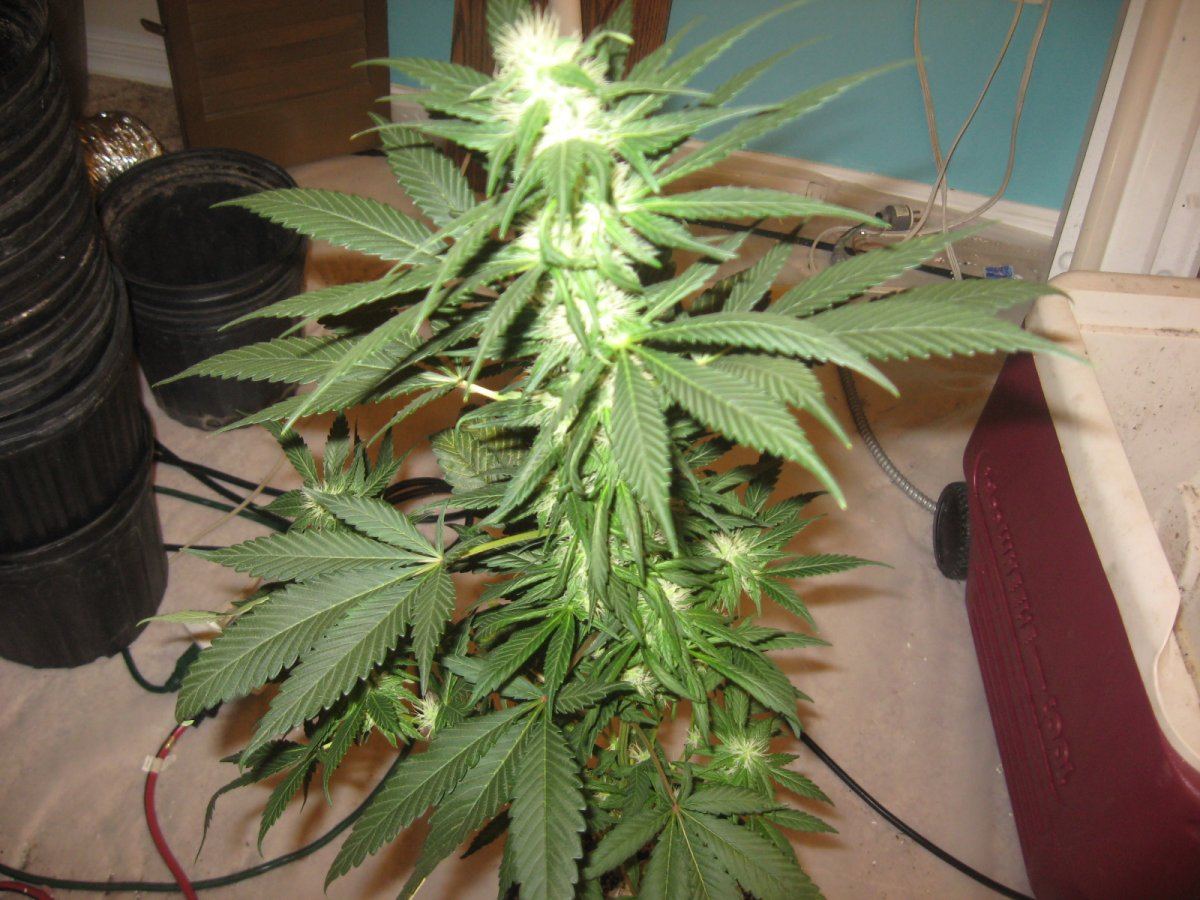 My first room 6