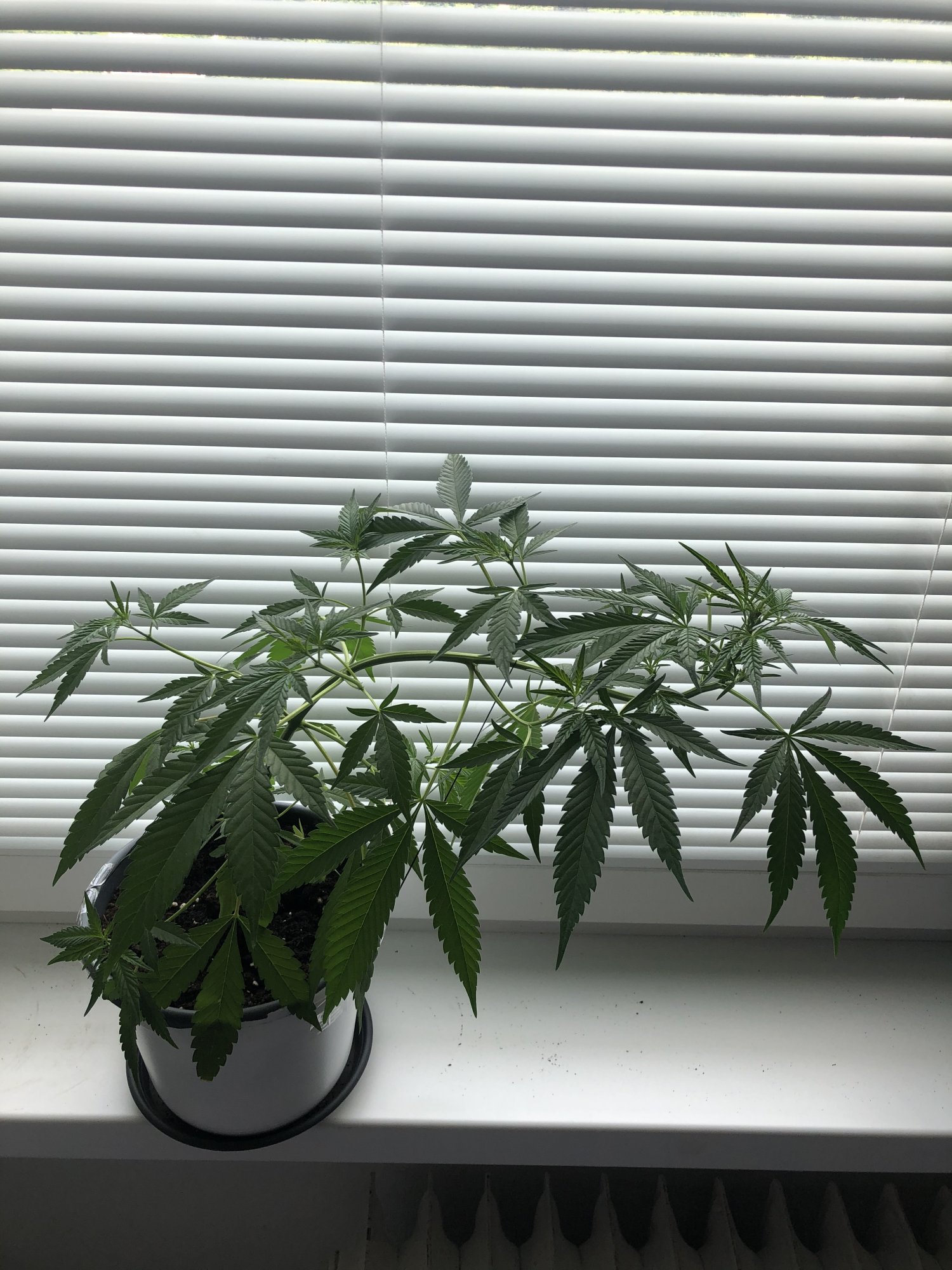 My first time grow question 2