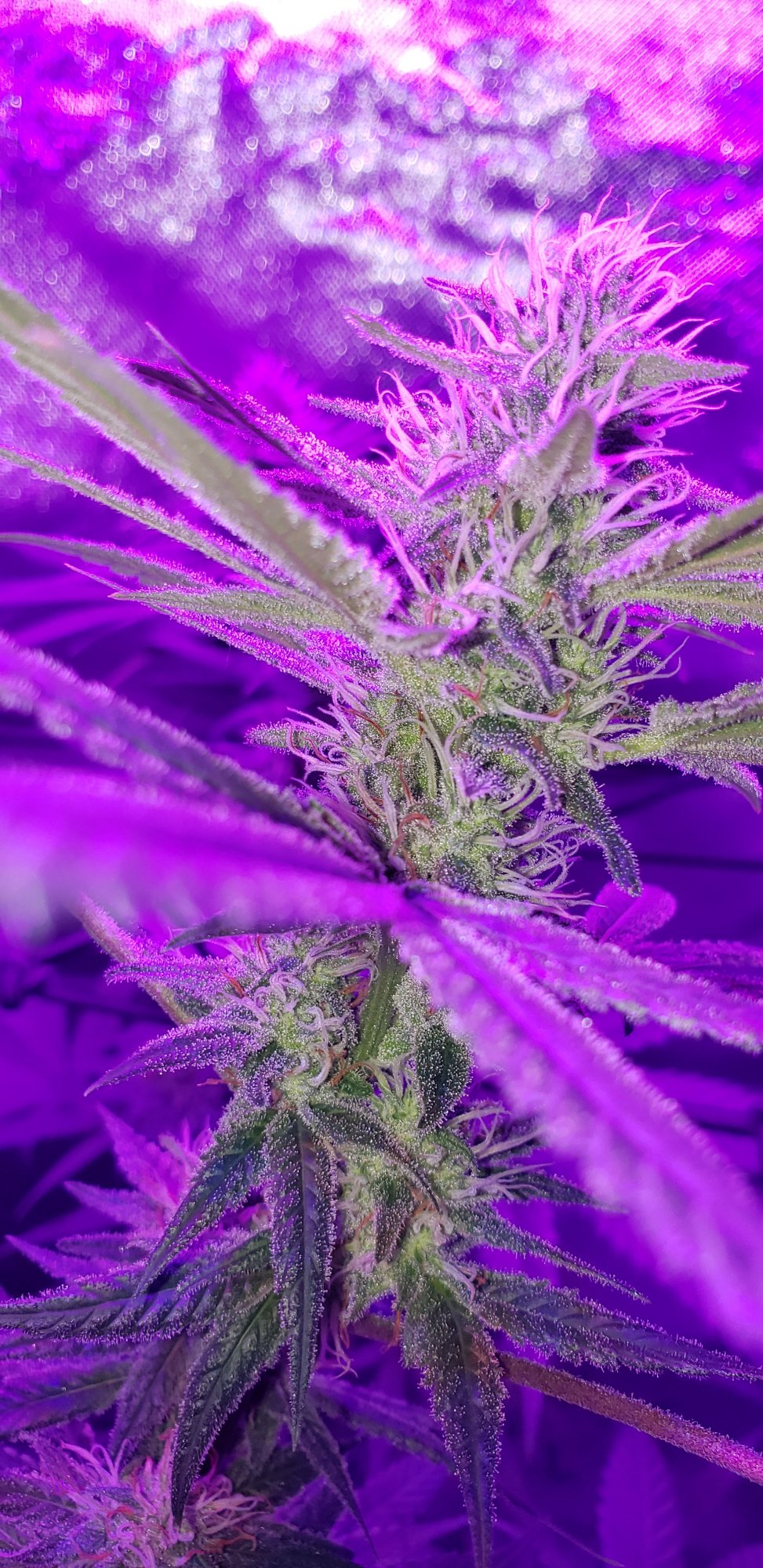 My first time growing 5