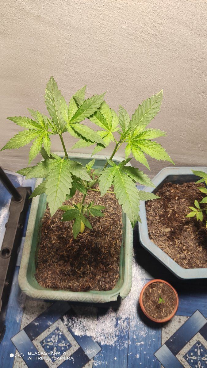 My first time growing and still learning need some advice and more knowledge so i could gave t 2