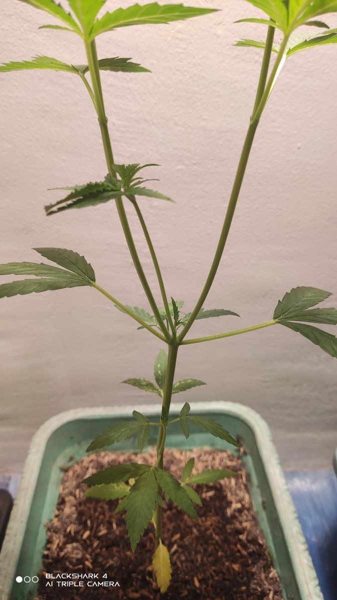 My first time growing and still learning need some advice and more knowledge so i could gave t 4