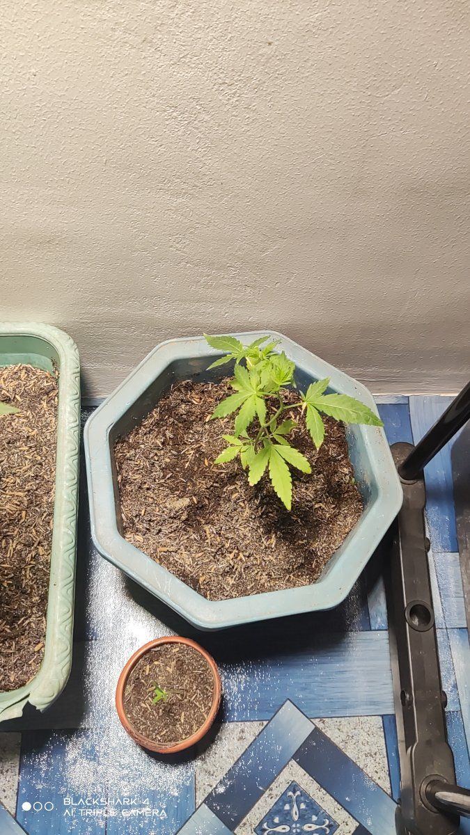 My first time growing and still learning need some advice and more knowledge so i could gave t 5