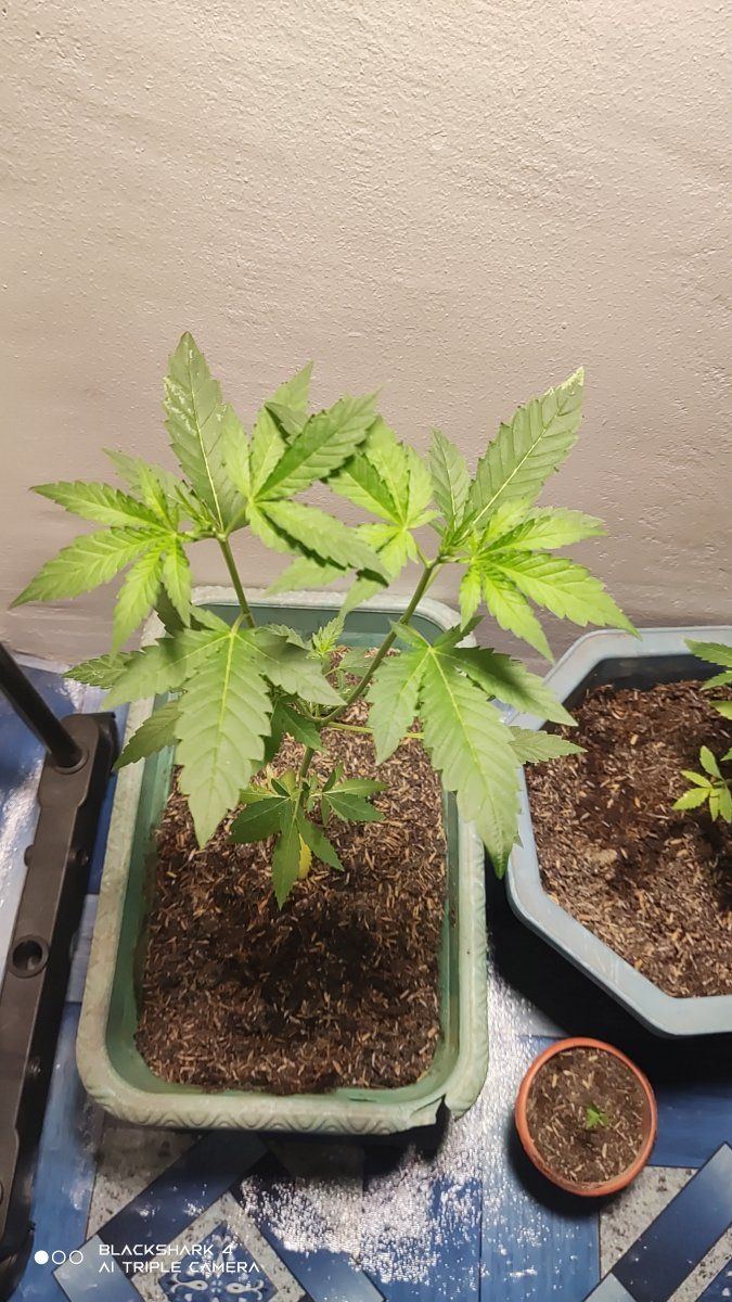 My first time growing and still learning need some advice and more knowledge so i could gave t