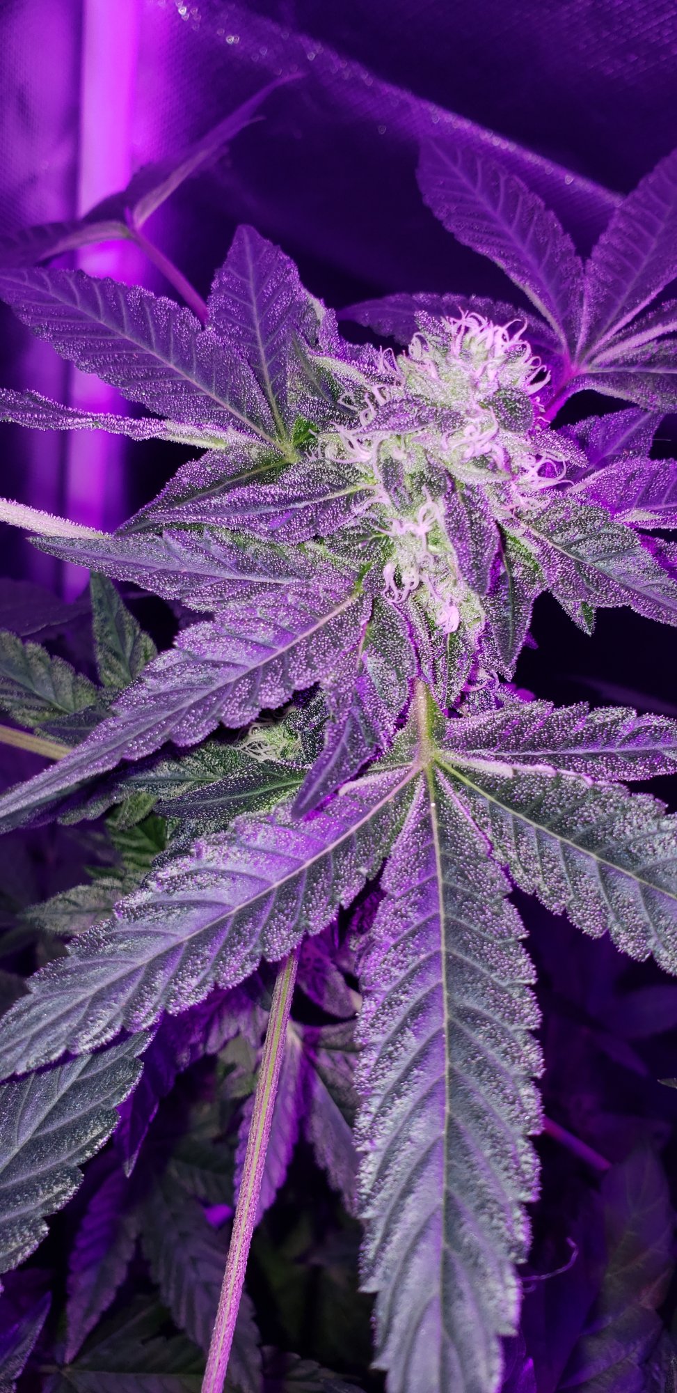 My first time growing