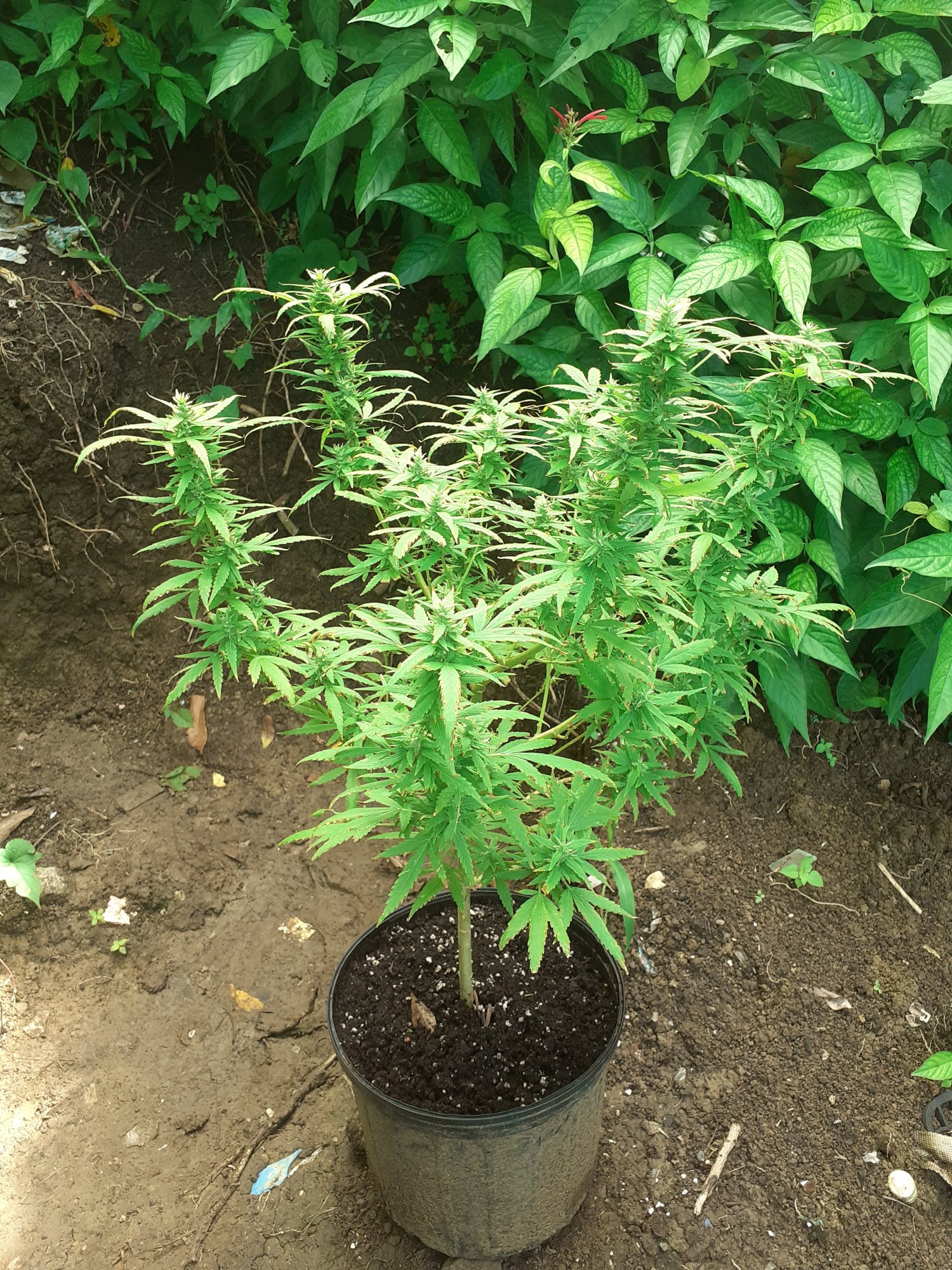 My first time growing marijuana 2