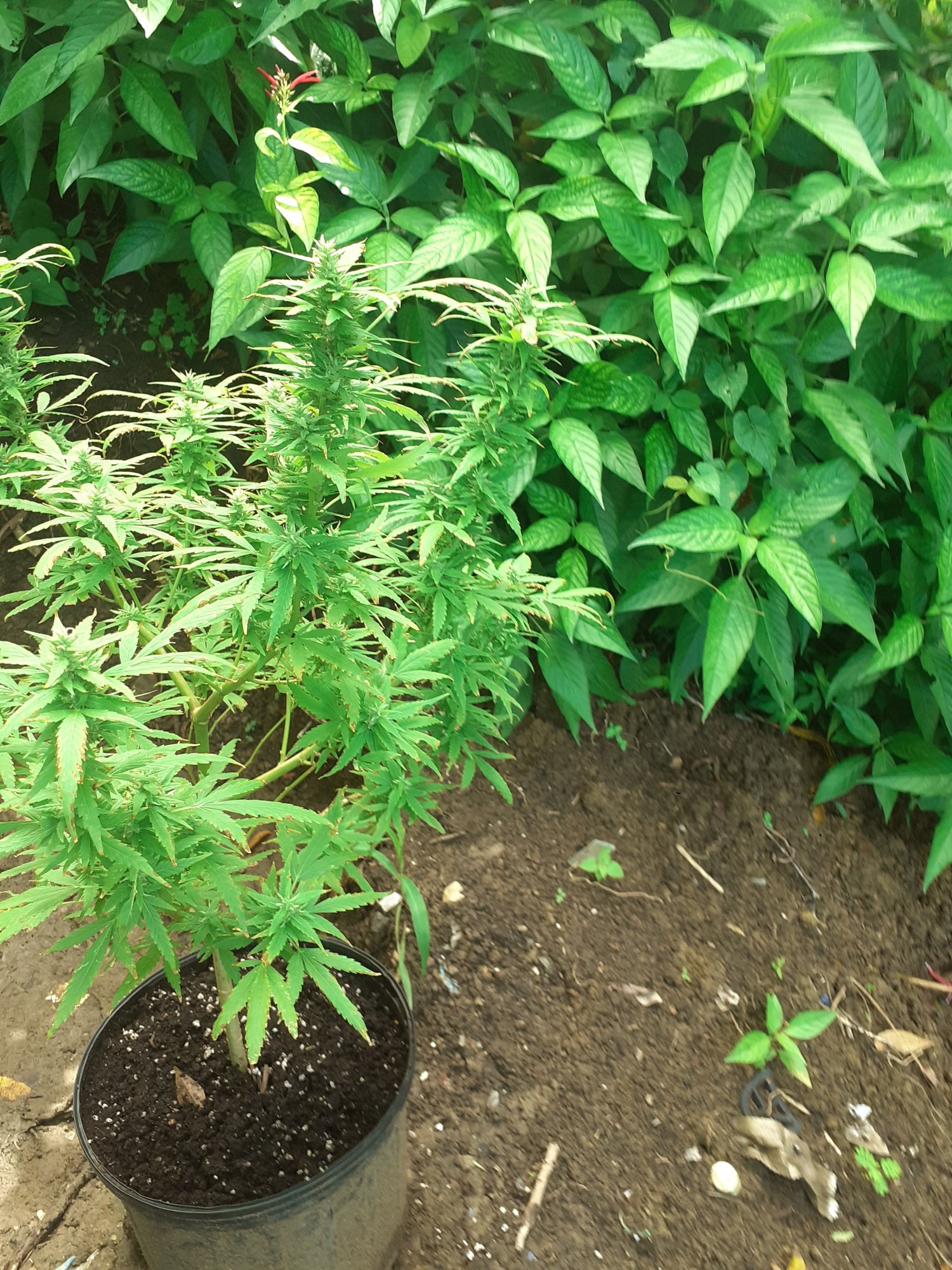 My first time growing marijuana 3