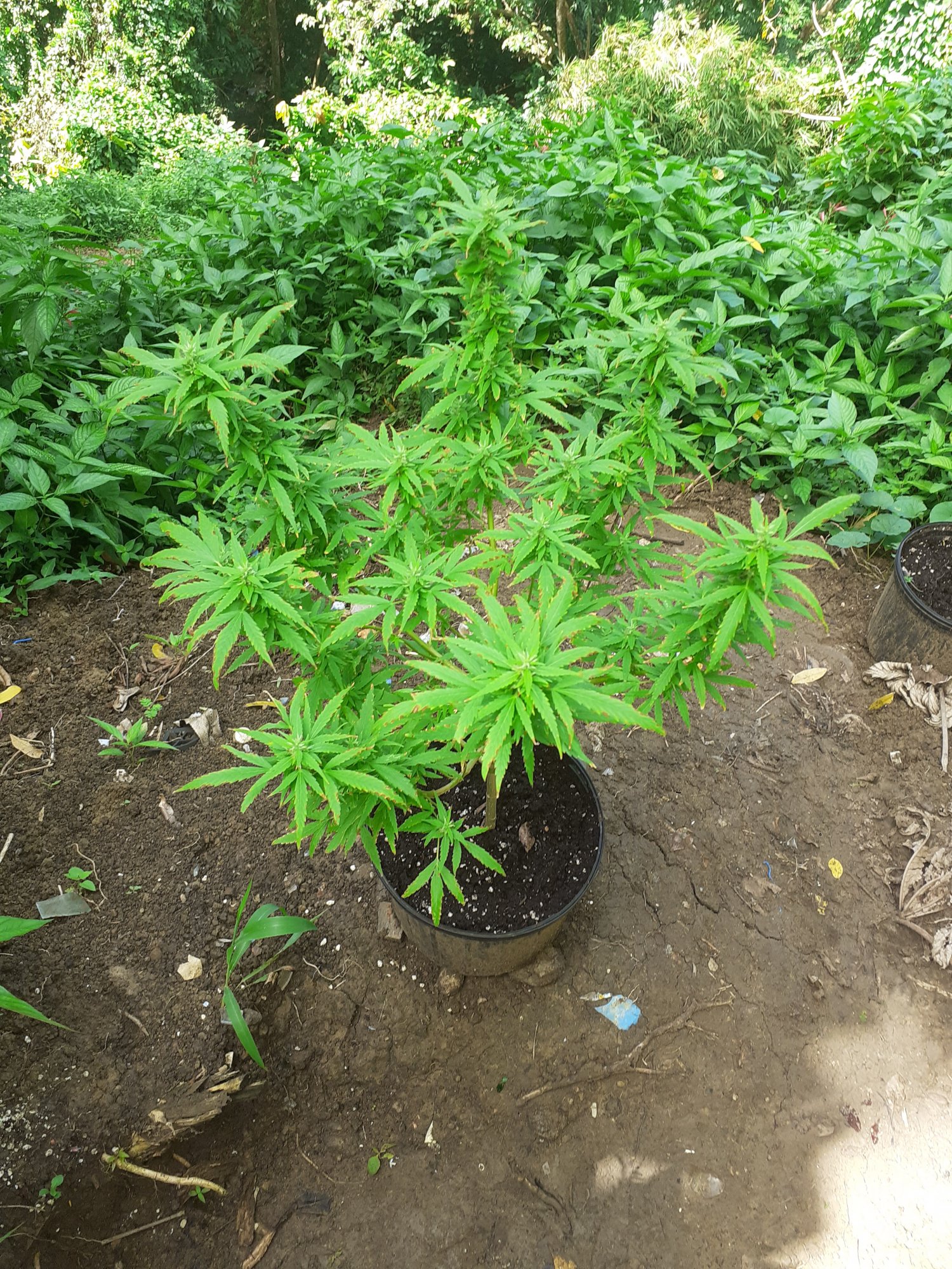 My first time growing marijuana 5